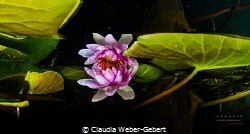 waterlily reflections by Claudia Weber-Gebert 